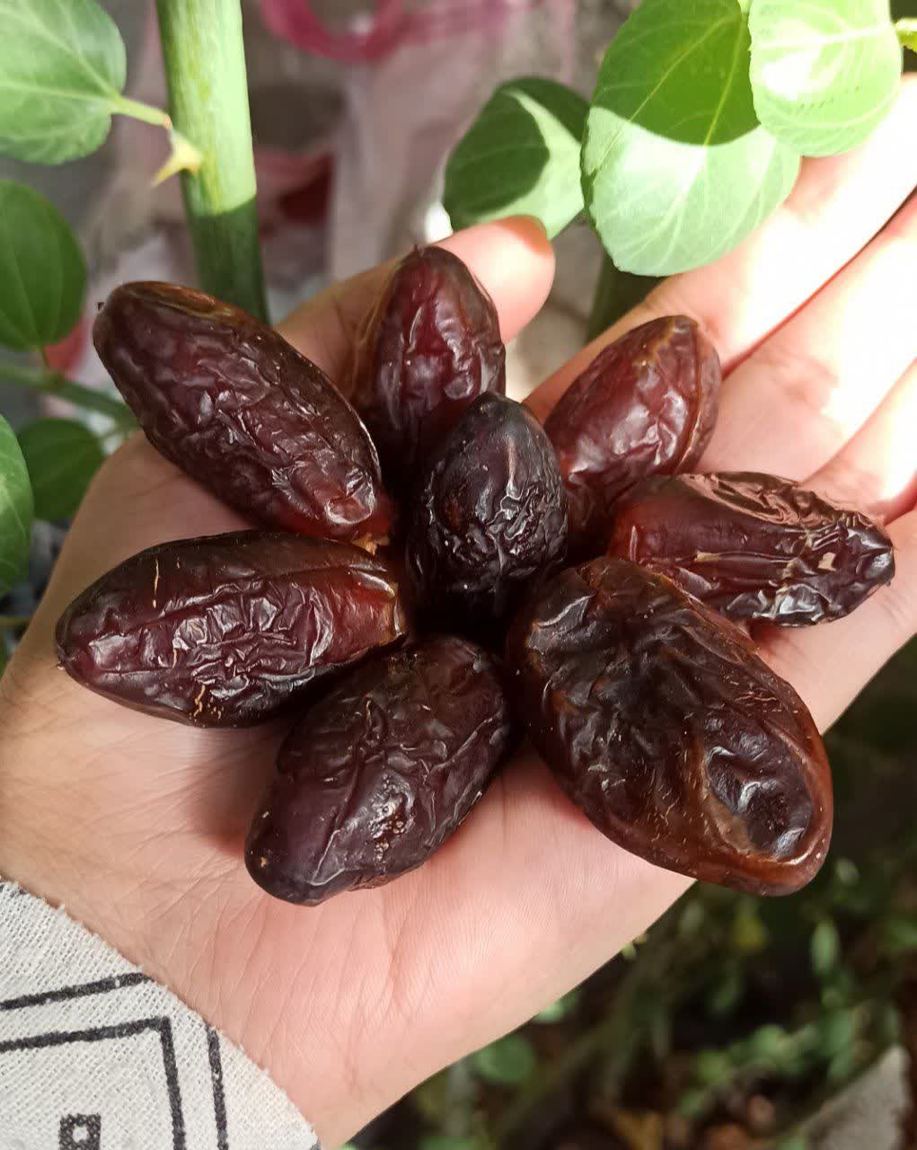 خرمای شهابی مجلسی بدون شیره