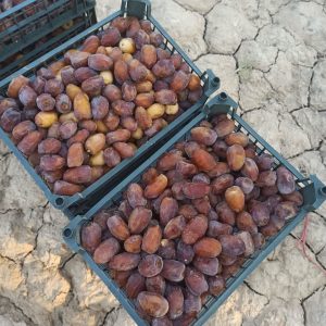 رطب کبکاب نوبرانه